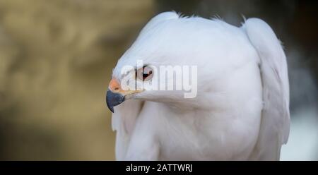 faucon blanc Banque D'Images