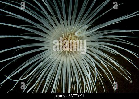 Anemone Fireworks