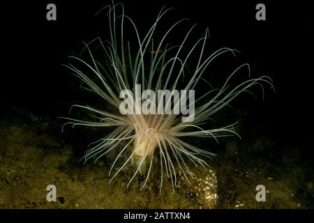 Anemone Fireworks