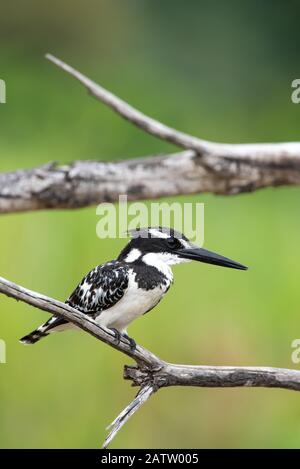 Un pêcheur à pied - Ceryle rudis - à l'affût de proies dans le parc national Kruger en Afrique du Sud Banque D'Images