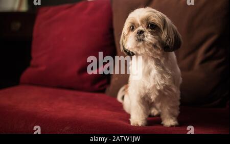 Beau brun et blanc jeune shih Tzu sur un canapé rouge foncé dans un fond flou . Originaire du plateau tibétain, il a été développé en Chine. Banque D'Images