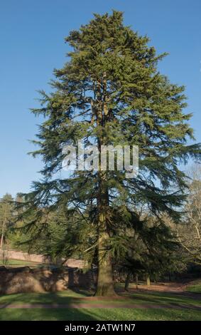 Feuillage d'hiver d'un ancien arbre de cèdre de Deodar Evergreen (Cedrus deodara) avec un fond de ciel bleu brillant dans un parc dans le Devon rural, Angleterre, Royaume-Uni Banque D'Images