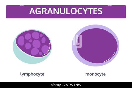 Ensemble vectoriel de globules blancs - agranulocytes : monocytes et lymphocytes de style plat. Concept médical.. Illustration de Vecteur