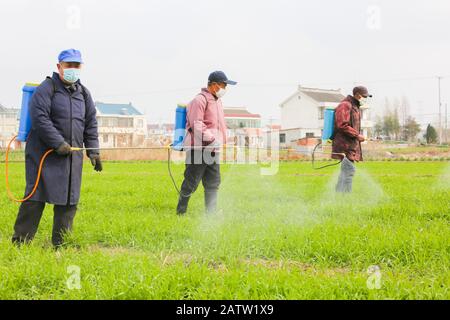 Jiangsu, Jiangsu, Chine. 5 février 2020. Jiangsu, LES Fermiers CHINOIS qui portent des masques pulvérisent des herbicides sur les champs de blé dans le village de Haring, la ville de Baipu, la ville de Rugao, la province de Jiangsu, 5 février 2020. Au début du printemps, les agriculteurs locaux, tout en faisant de leur mieux pour prévenir et contrôler l'épidémie, ont effectué en temps la fécondation, la gestion, la transplantation et d'autres travaux agricoles. Crédit: Sipa Asia/Zuma Wire/Alay Live News Banque D'Images