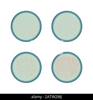 4 stades de croissance des bactéries dans la boîte de pétri, colonie de microbe, vecteur Illustration de Vecteur