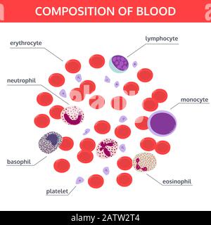 Infographies de la composition du sang : cellules rouges et blanches sous un microscope avec des noms sur fond blanc. Concept de vecteur médical. Illustration de Vecteur