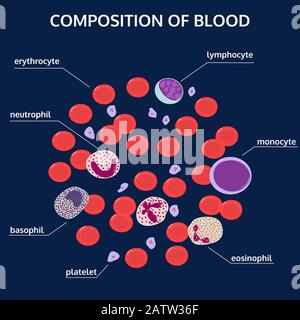 Infographies de la composition du sang : globules rouges, globules blancs, plaquettes sous un microscope avec des noms sur fond bleu. Concept de vecteur plat médical. Illustration de Vecteur