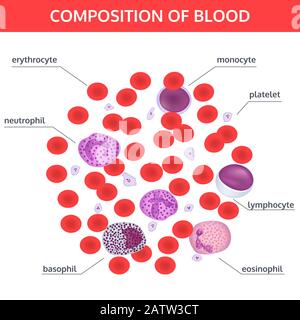 Infographies de la composition du sang : cellules rouges et blanches sous un microscope avec des noms sur fond blanc. Concept de vecteur médical. Illustration de Vecteur