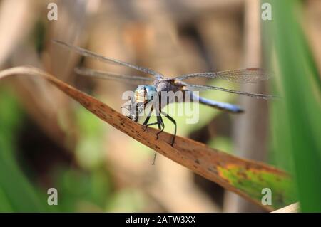 Dragonfly mangeant une mouche sur une feuille Banque D'Images