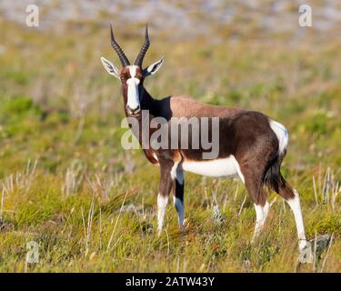 Bontebok (Damaliscus pygargus), adulte debout sur le terrain, Western Cape, Afrique du Sud Banque D'Images