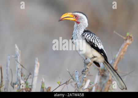 Hornbill à bec jaune du sud (Lamprotornis leucomelas), vue latérale d'un adulte perché sur une branche, Mpumalanga, Afrique du Sud Banque D'Images