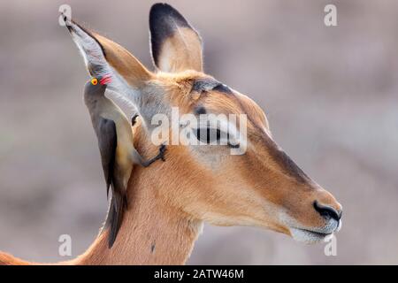 Oxpecker à bec rouge (Buphagus erythrorynchus), à la recherche de parasites à l'oreille d'un Impala (Aepyceros melampus), Mpumalanga, Afrique du Sud Banque D'Images