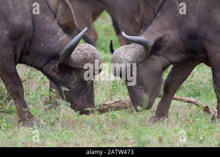 Buffle africain (Syncerus caffer), deux hommes luttant, Mpumalanga. Afrique Du Sud Banque D'Images