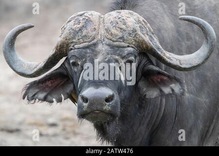 Buffalo africain (Syncerus caffer), gros plan masculin adulte, Mpumalanga. Afrique Du Sud Banque D'Images