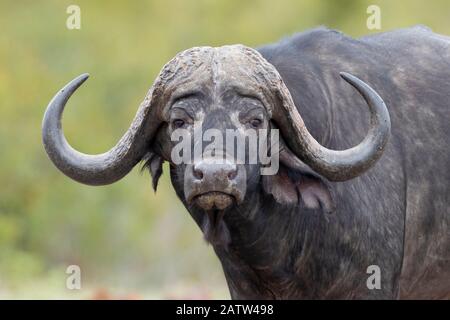 Buffalo africain (Syncerus caffer), gros plan masculin adulte, Mpumalanga. Afrique Du Sud Banque D'Images