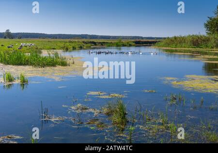 Paysage d'été pictural avec une petite rivière Merla et troupeau d'oies domestiques, oblast de Poltavskaya, Ukraine Banque D'Images