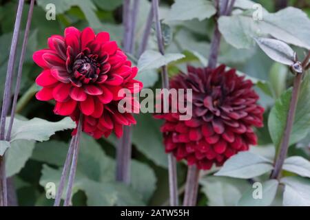 Fleurs rouges profondes de Dahlia Karma Choc aussi connu sous le nom de Dahlia 'Karma Chocolate Banque D'Images