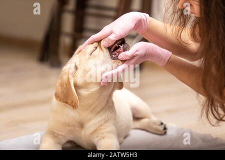 Gros plan de la canine du labrador ayant ses dents examinées par le vétérinaire. Vétérinaire professionnel vérifiant les dents d'un chiot. Banque D'Images