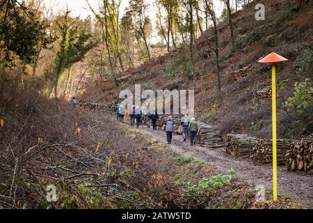 Détail de bois coupé du bois méditerranéen pendant la randonnée pédestre dans les bois de Montescudaio dans la province de Pise, les brumes sur les chemins, ra Banque D'Images