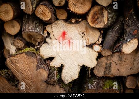 Détail de bois coupé du bois méditerranéen pendant la randonnée pédestre dans les bois de Montescudaio dans la province de Pise, les brumes sur les chemins, ra Banque D'Images