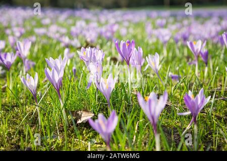 pré avec des crocuses pourpres dans le parc Banque D'Images