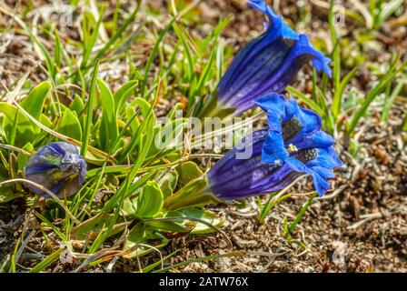 Gentiana aculis fleur dans les Alpes suisses (Stemless gentian) gros plan Banque D'Images