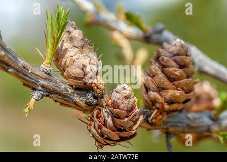 Branche d'un mélèze européen (Larix decidua) au printemps avec trois cônes de fermeture Banque D'Images