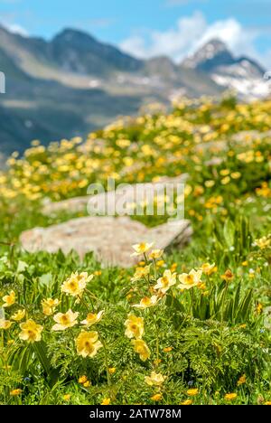 Pré alpin printanier avec racine de clou de girofle jaune fleurs sauvages dans l'Engadine, Suisse, avec de l'herbe verte et des sommets de montagne en arrière-plan Banque D'Images
