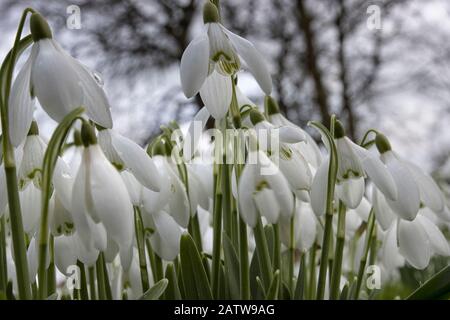 Perce-neige au printemps Banque D'Images