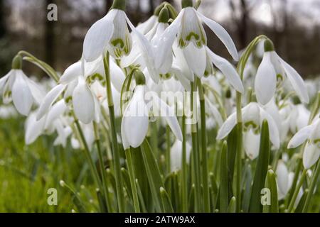 Perce-neige au printemps Banque D'Images