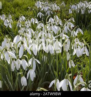 Perce-neige au printemps Banque D'Images