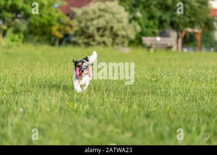 Petit Jack Russell Terrier est un chien tenant un haltère dans les prises à l'extérieur. Doggz est runnig dans un pré vert Banque D'Images