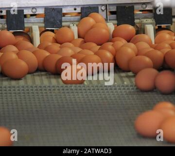 Une Machine De Tri Des Œufs À Une Ferme De Poulet. Banque D'Images