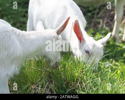 Une photo de deux mignons chèvres de bébé dans un pré vert. Banque D'Images