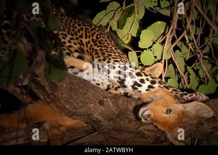 Leopard mangeant puku antilope sur le dessus de l'arbre Banque D'Images