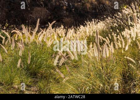 Pennisetum setaceum, rabo de gato, fontaine d'herbe, rétroéclairé dans un barranco à San Miguel, tenerife, îles Canaries, Espagne Banque D'Images
