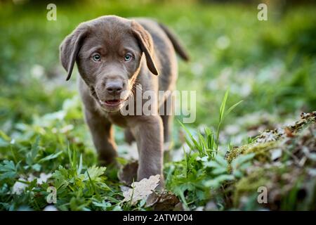 Labrador Retriever. Chiot marchant dans une forêt au printemps. Allemagne Banque D'Images