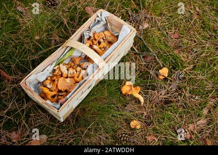 Le Chanterelle Doré (Cantharellus Cibarius). Petit panier avec champignons collectés. Allemagne Banque D'Images