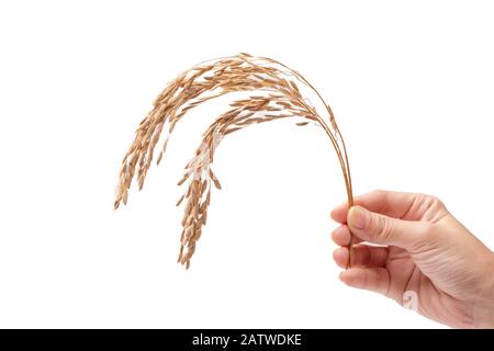 Gros plan d'un agriculteur asiatique tenant Une Oreille de riz isolée sur fond blanc. Banque D'Images