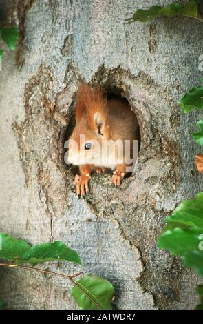 Ecureuil rouge européen (Sciurus vulgaris) à la recherche d'un trou d'arbre, Allemagne Banque D'Images