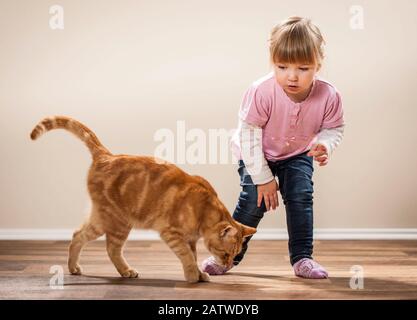 Une petite fille et un chat domestique tabby rouge sur un parquet. Allemagne... Banque D'Images