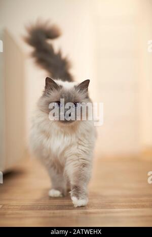 Birman, chat sacré de Birmanie. Chat adulte marchant sur un parquet. Allemagne Banque D'Images