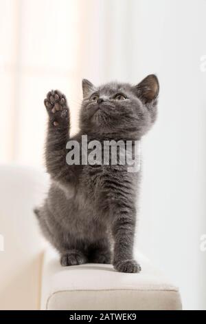 Chat Chartreux. Chaton debout sur un canapé, jambe avant relevée. Allemagne Banque D'Images