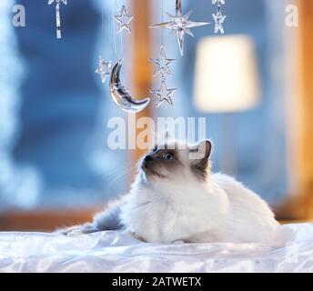 Noël : chat sacré de Birmanie, Birman couché sous la lune et étoiles en verre dans une fenêtre décorée festive. Allemagne Banque D'Images