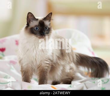 Birman, chat sacré de Birmanie. Femme adulte debout sur une couverture. Allemagne Banque D'Images