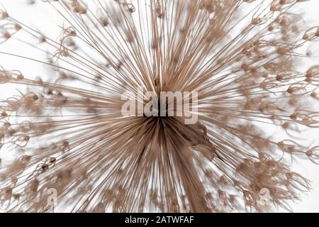 Allium, fleur, graine de Dandelion Banque D'Images