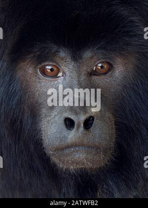 Le howler noir (Alouatta caraya) captif, se produit en Amérique du Sud. Banque D'Images