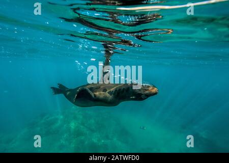 Galapagos, lion de mer, (Zalophus wollebaeki), nage à l'envers, Galapagos Banque D'Images