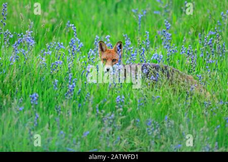 Renard rouge, (Vulpes vulpes), dans des cloches, Royaume-Uni Banque D'Images