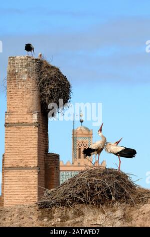 Couple ou Couple de White Storks, Ciconia ciconia, Afficher sur Nest par Bill-Clafter ou Clafter Des Mandibles El Badi Palace Marrakech Maroc Banque D'Images